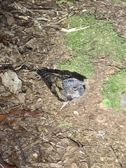 Antrostomus vociferus
