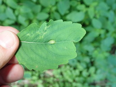 Neolasioptera impatientifolia