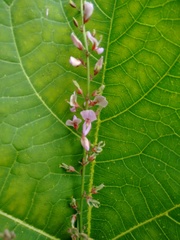 Desmodium angustifolium