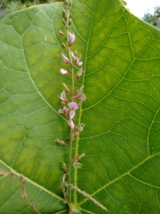 Desmodium angustifolium