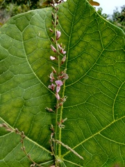 Desmodium angustifolium
