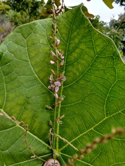 Desmodium angustifolium