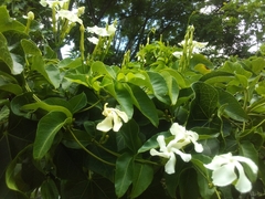 Echites umbellatus