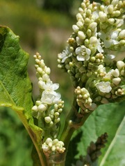 Koenigia phytolaccifolia