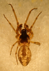 Dictyna calcarata