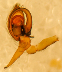 Dictyna calcarata