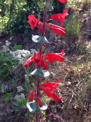 Penstemon murrayanus