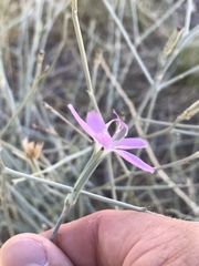 Lygodesmia ramosissima