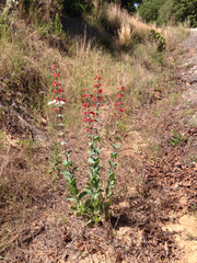 Penstemon murrayanus