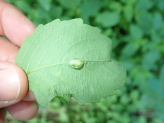 Neolasioptera impatientifolia