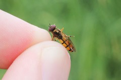 Platycheirus scambus