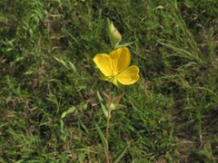 Ludwigia hirtella