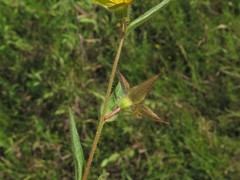Ludwigia hirtella