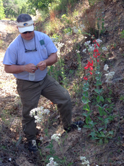 Penstemon murrayanus