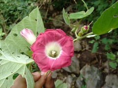 Ipomoea peteri