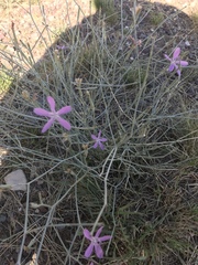 Lygodesmia ramosissima