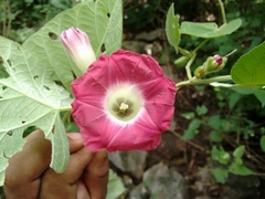 Ipomoea peteri