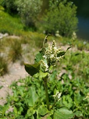 Koenigia phytolaccifolia