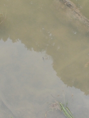 Lissotriton vulgaris