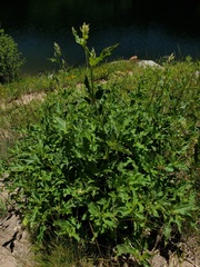 Koenigia phytolaccifolia