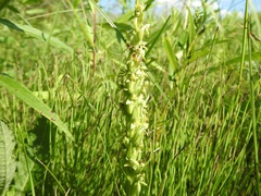 Platanthera aquilonis