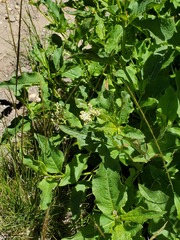 Koenigia phytolaccifolia