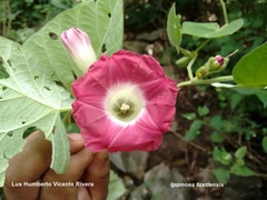 Ipomoea peteri