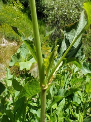 Koenigia phytolaccifolia