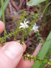 Epacris pulchella