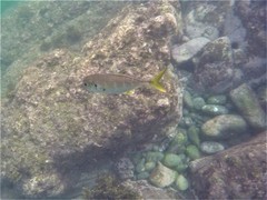 Caranx caninus