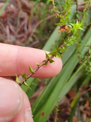 Epacris pulchella