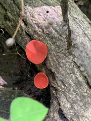 Sarcoscypha occidentalis