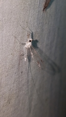 Maccaffertium modestum