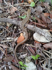 Gerrhonotus liocephalus