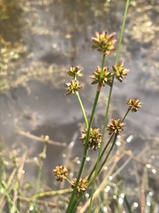 Juncus planifolius