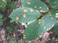 Polystigma fulvum