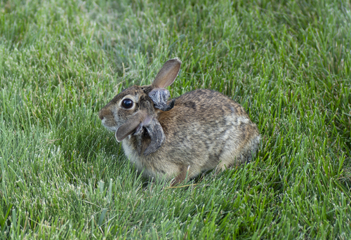 Vph Rabbits Shope papilloma virus (Kappapapillomavirus 2) · iNaturalist