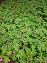 Geranium macrorrhizum