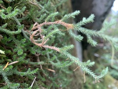 Selaginella wallacei
