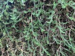 Selaginella wallacei