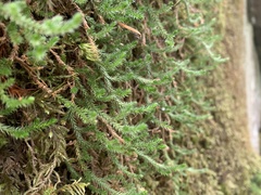 Selaginella wallacei