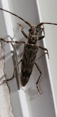 Elytrimitatrix undata