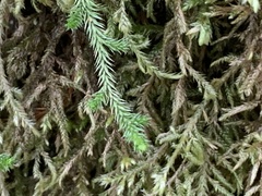 Selaginella wallacei