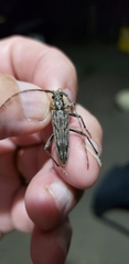 Elytrimitatrix undata