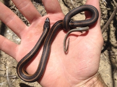 Thamnophis gigas