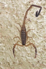 Lychas scutilus