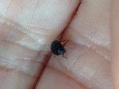 Bostrichoidea