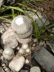 Mammillaria albilanata tegelbergiana