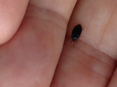 Bostrichoidea