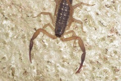 Lychas scutilus